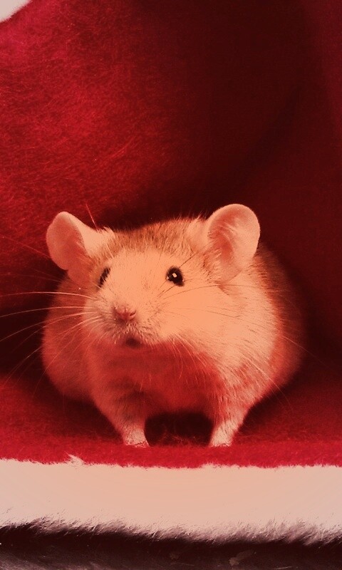 Толстый новогодний мышонок обои