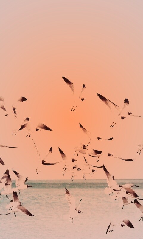 Стая взлетающих чаек обои