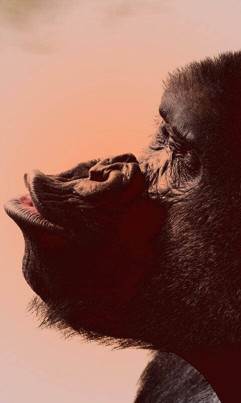 Горилла корчит рожи обои