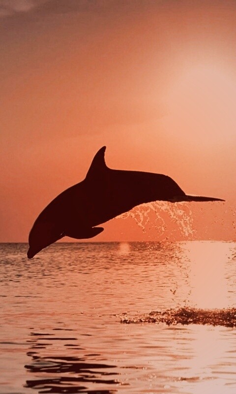 Дельфины выпрыгивают из воды обои
