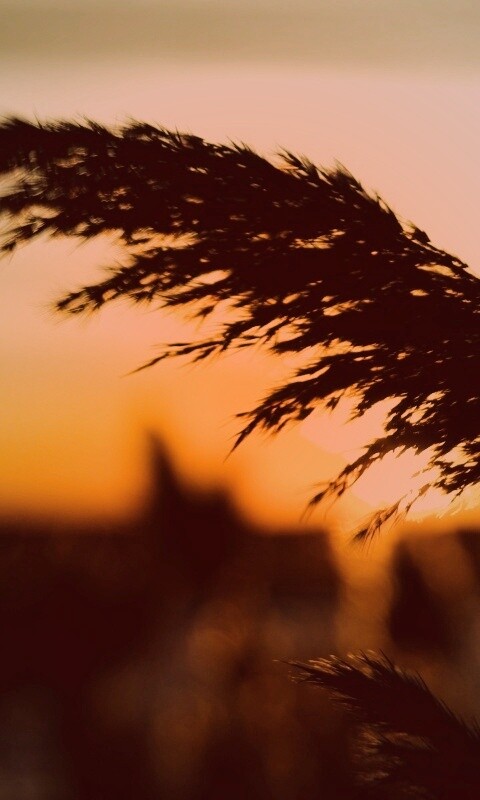 Камыш на закате обои
