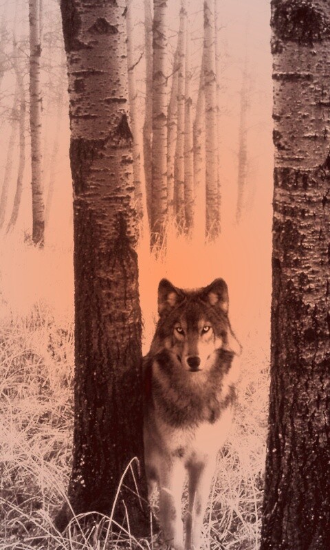 Волк в лесу обои