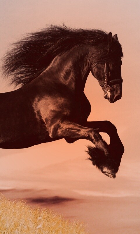 Черный мустанг обои