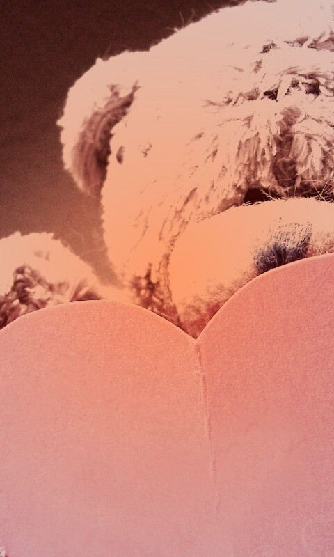 Мишка с сердцечком обои