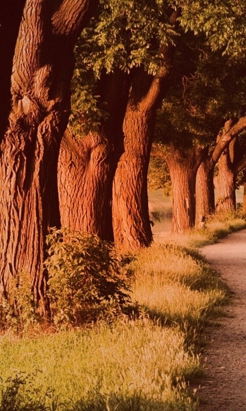 Аллея старых раскидистых деревьев обои