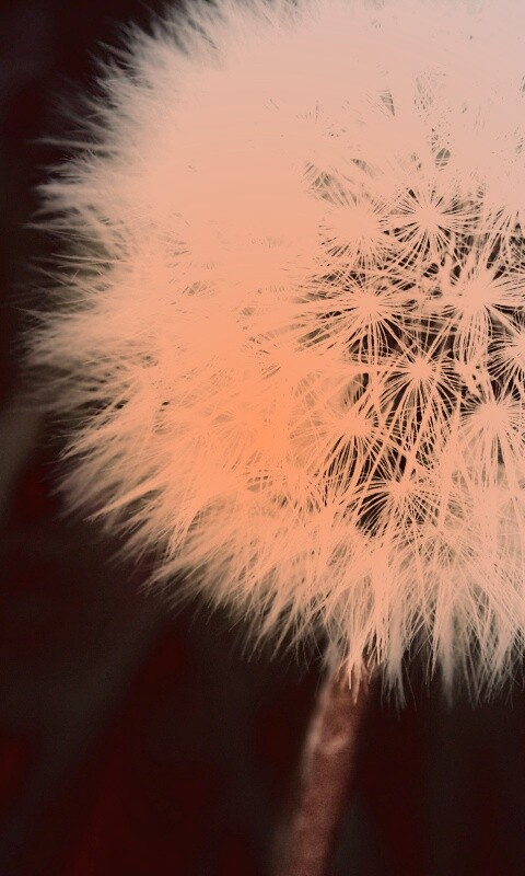 Одуванчик обои