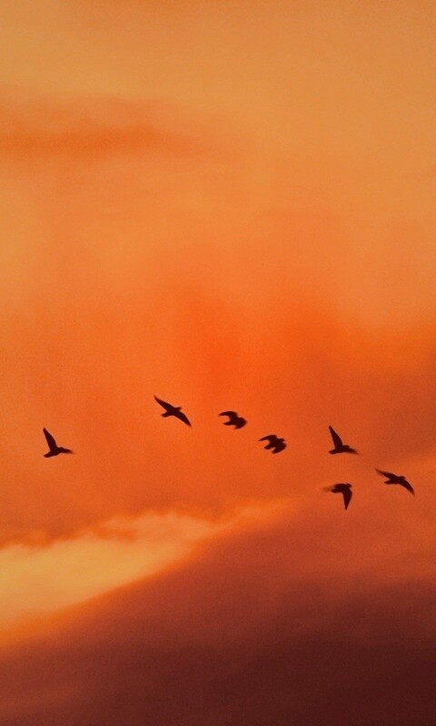 Птицы летят в закатном небе обои