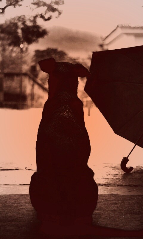 Собака и зонтик обои