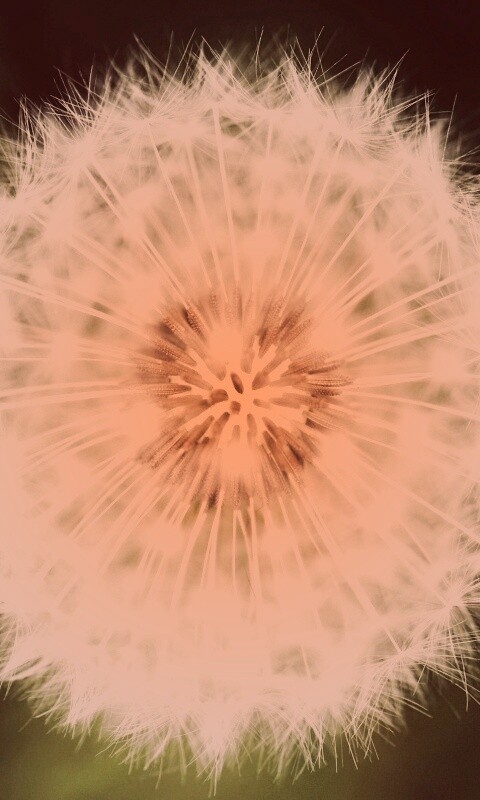 Макро фотография одуванчика обои