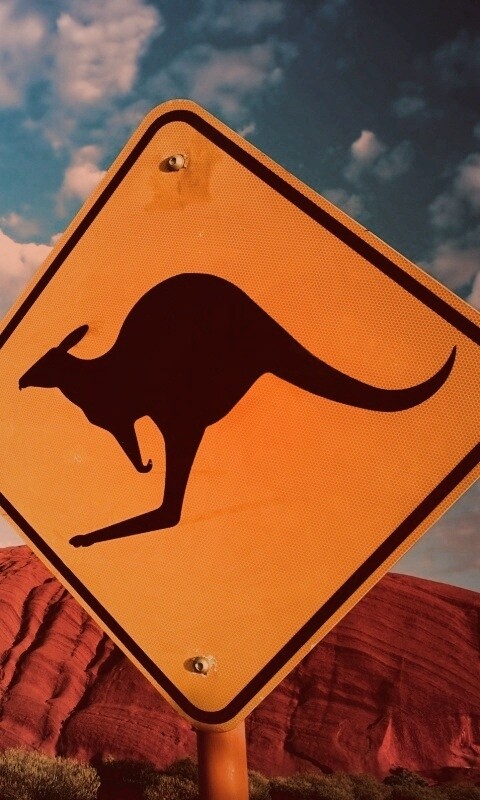 Осторожно, кенгуру! обои