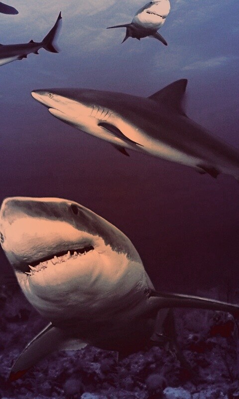 Стая акул обои