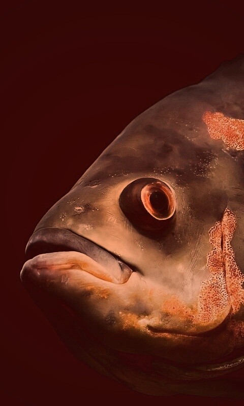 Глубоководный окунь обои