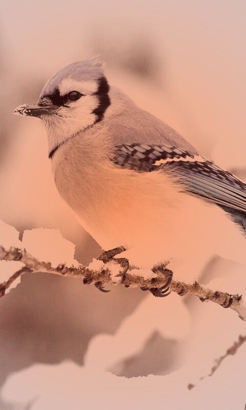 Маленькая синяя птичка обои