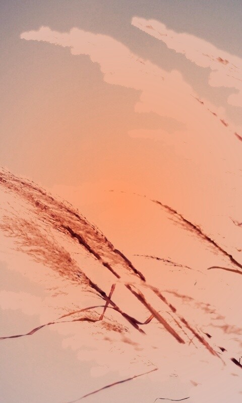 Солнце играет на степном ковыле обои