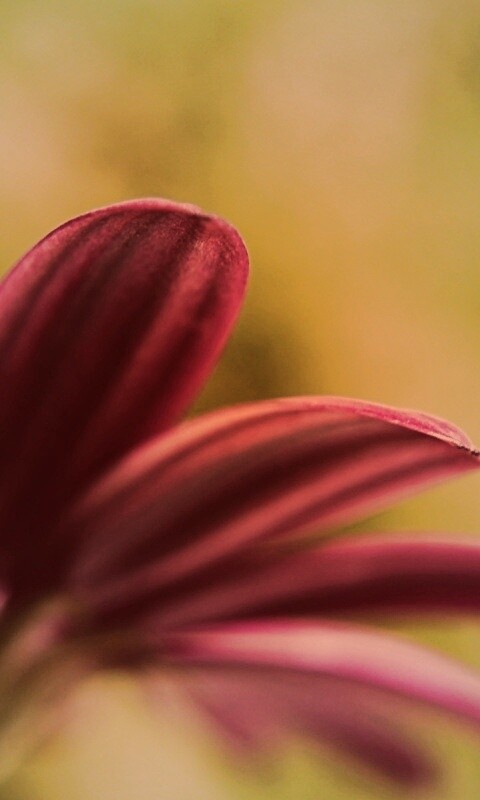 Макро фото цветка обои