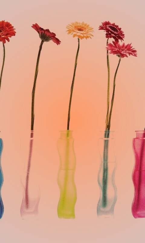 Герберы в изогнутых вазах обои