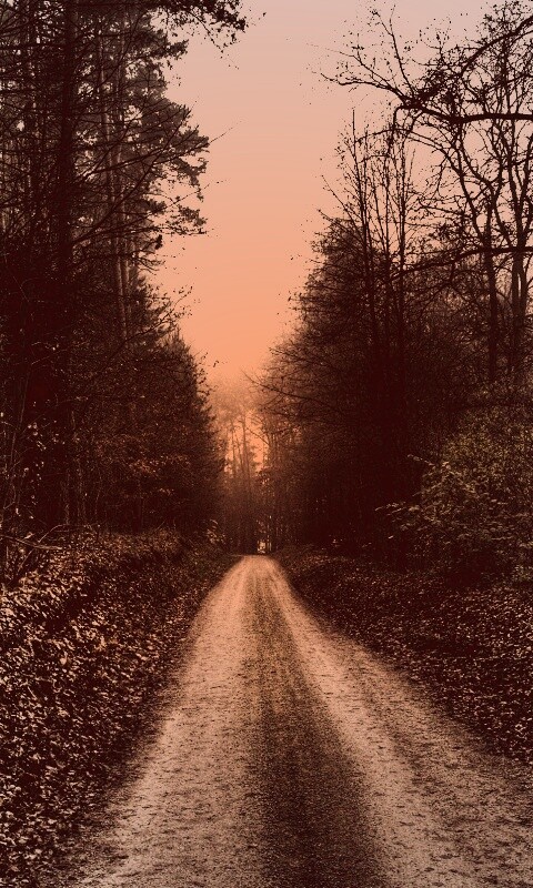 Дорога через лес обои