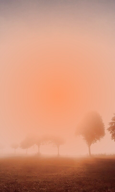 Деревья в поле обои