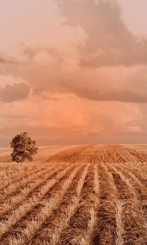 Дерево в поле обои