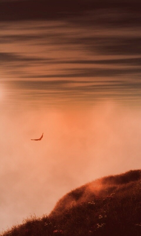 Птица парит над туманом обои