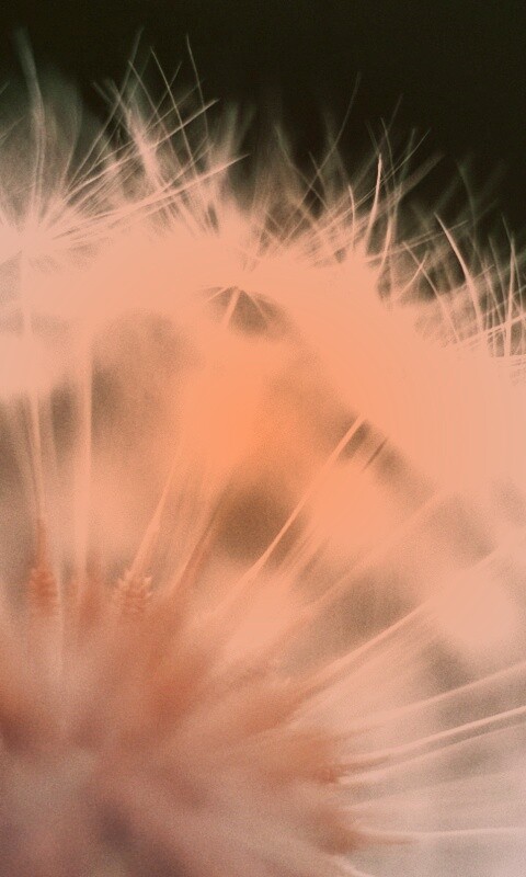 Макро фото одуванчика обои