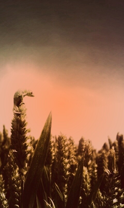 Маленький хамелеон на травинке обои