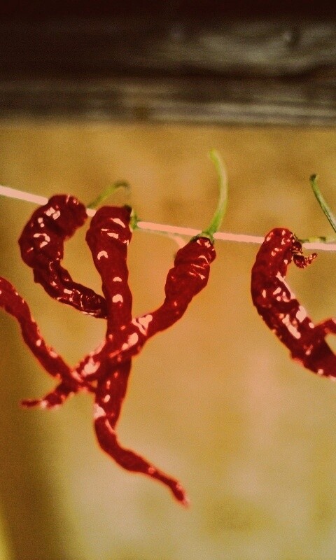 Перчики чили обои