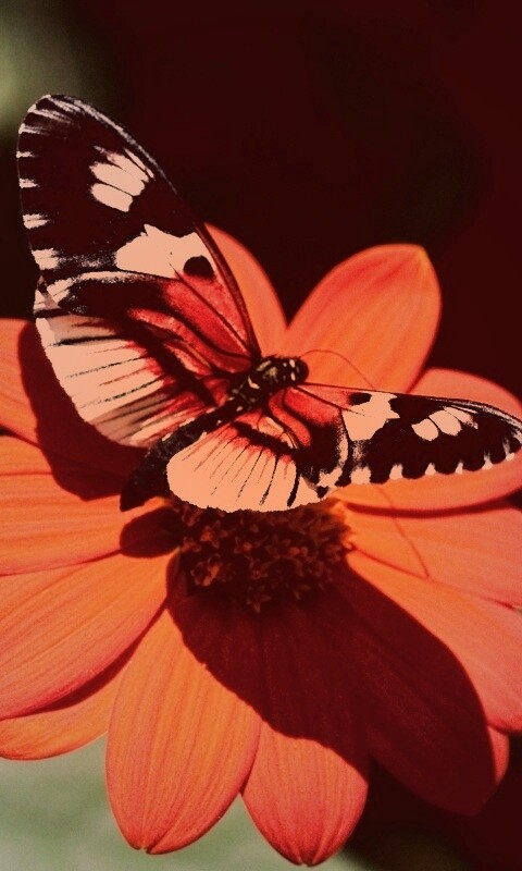 Бабочка на цветке обои