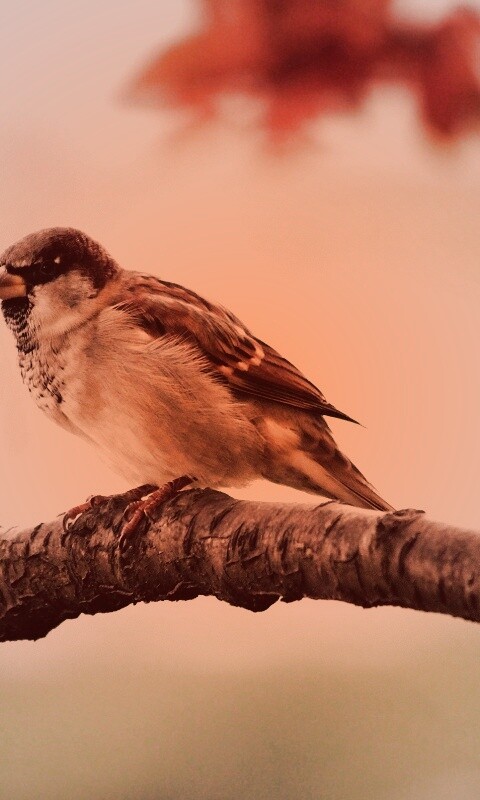 Птичка на ветке обои