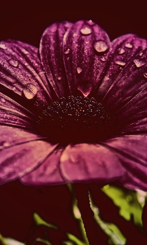 Мокрый от росы фиолетовый цветок обои