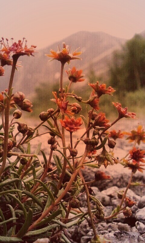Горные цветы обои