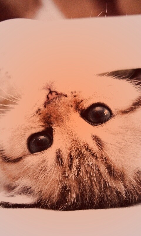 Котёнок вверх ногами обои