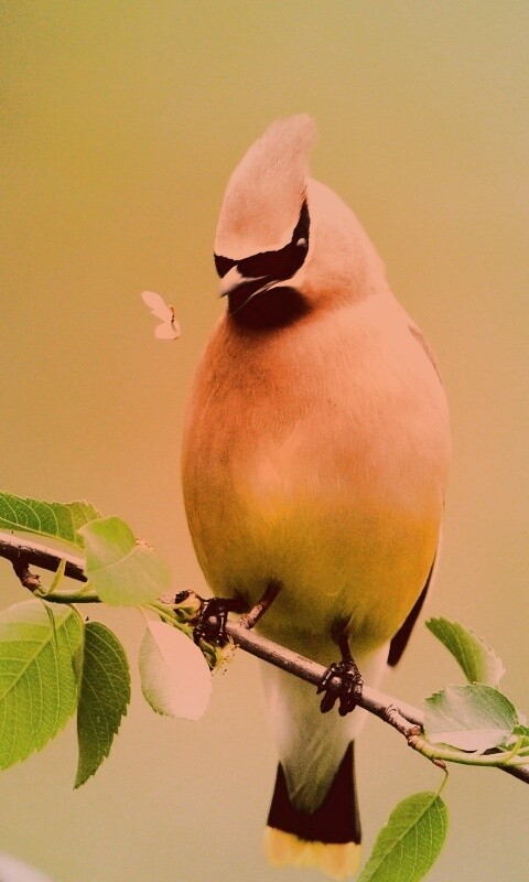 Оранжевая птичка обои