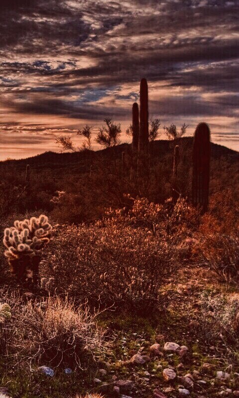 Саванна обои