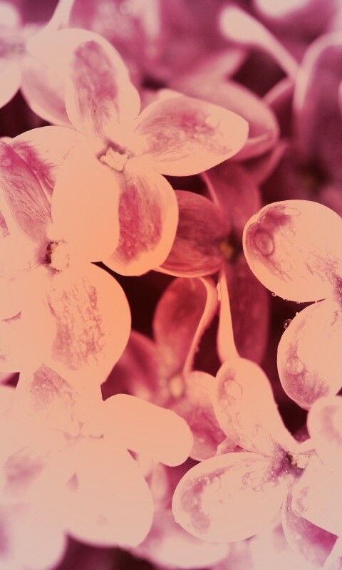 Цветы сирени обои