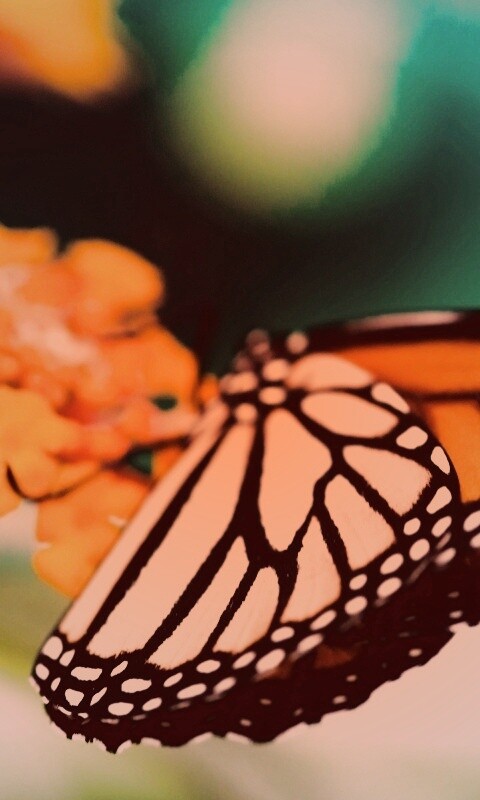 Бабочка на цветке в макро обои