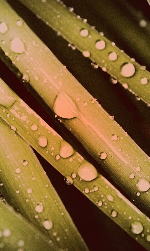 Капли на траве обои