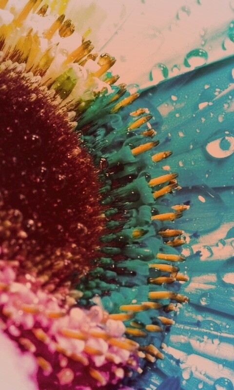 Цветик семицветик обои