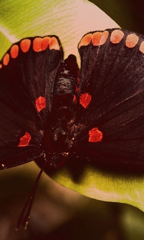 Бабочка на листе обои