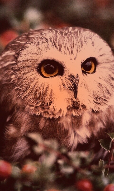 Маленькая сова в ягодах обои