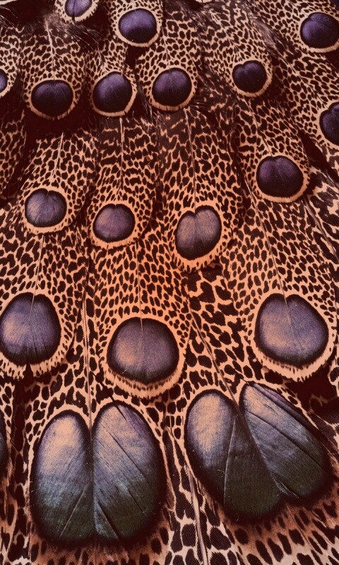 Хвост павлина обои