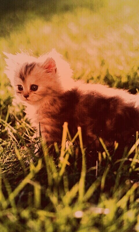 Котёнок в траве обои