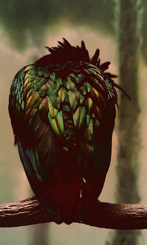 Птица спит на ветке обои