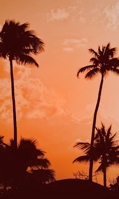 Пальмы на закате обои