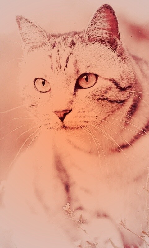 Кот в теплых тонах обои