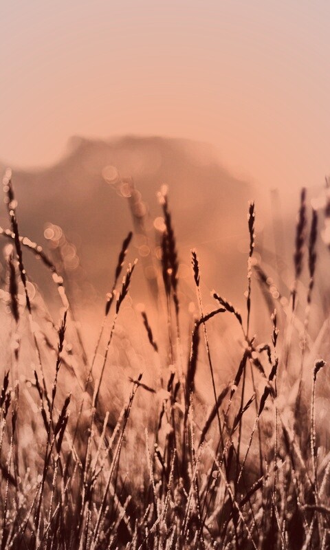 Поле пшеницы обои