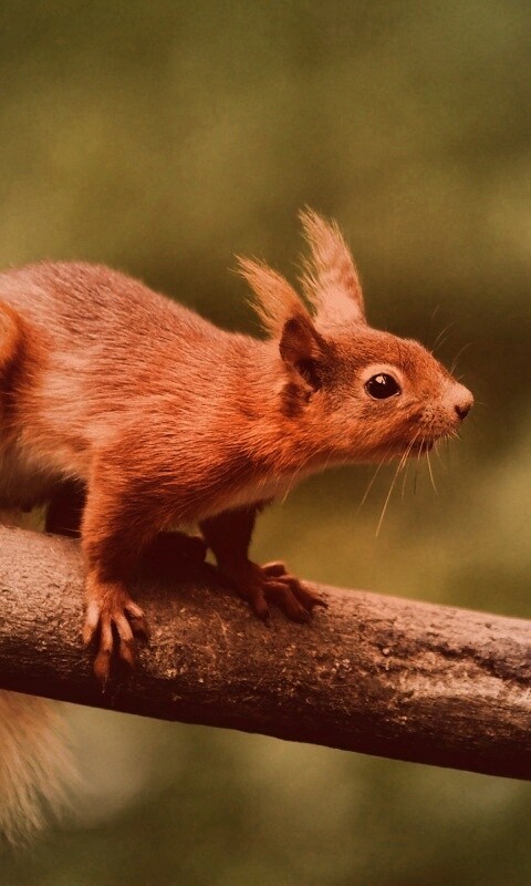 Белочка на ветке обои