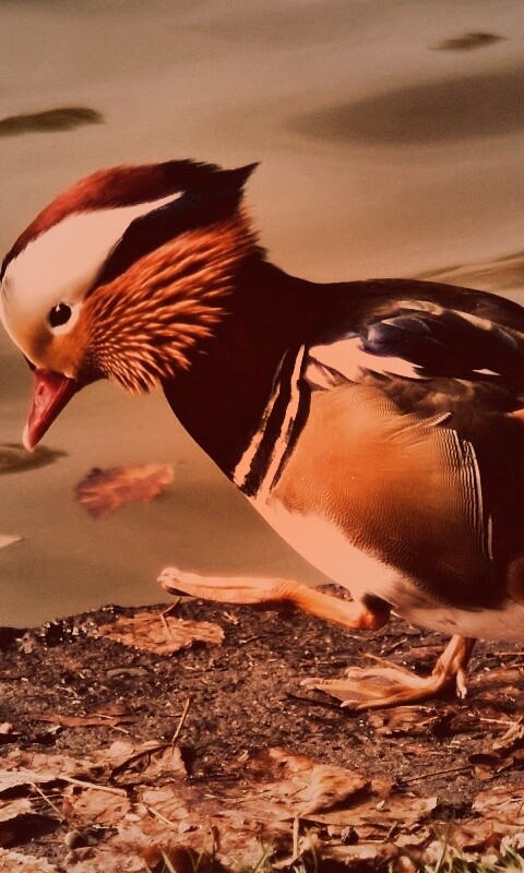 Уточка - мандаринка обои