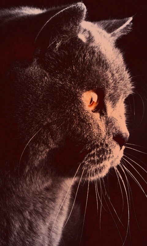 Плюшик  обои