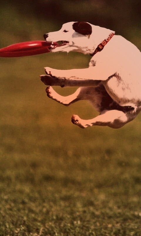 Ловкач обои